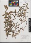 Foto von Salix daphnoides Vill.